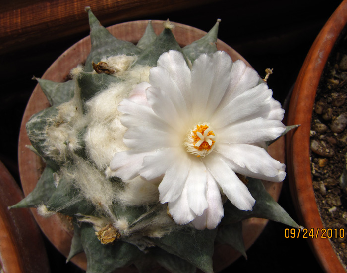 Ariocarpus retusus in flower